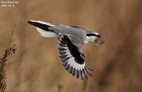 Chinese Grey Shrike - Lanius sphenocercus