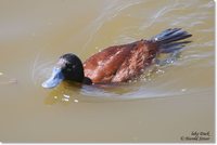 Lake Duck - Oxyura vittata