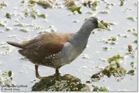 Spot-flanked Gallinule - Gallinula melanops