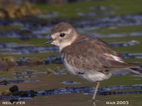 Double-banded Plover - Charadrius bicinctus