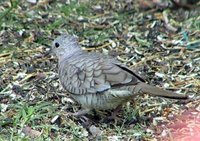 Inca Dove - Columbina inca