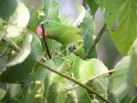 Blue-naped Parrot - Tanygnathus lucionensis