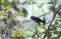 Asian Emerald Cuckoo - Chrysococcyx maculatus