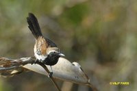 Rusty-backed Antwren - Formicivora rufa