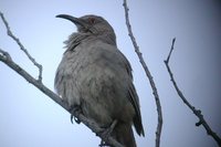 Curve-billed Thrasher - Toxostoma curvirostre