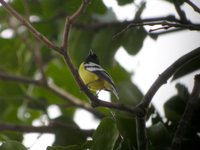 Palawan Tit - Pardaliparus amabilis