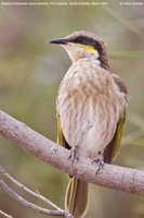 Singing Honeyeater - Lichenostomus virescens