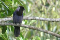 Violaceous Jay - Cyanocorax violaceus