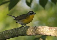 Yellow-breasted Chat - Icteria virens