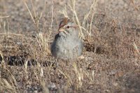 Rufous-winged Sparrow - Aimophila carpalis