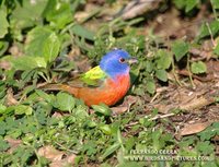 Painted Bunting - Passerina ciris