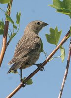 Brown-headed Cowbird - Molothrus ater