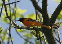 Baltimore Oriole - Icterus galbula