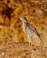 Spotted Thick-knee