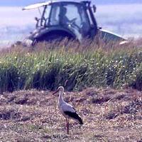 White Stork