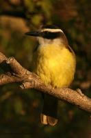 *NEW* Great Kiskadee