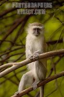 portrait of a vervet monkey stock photo