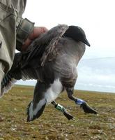 The    majority of the Brent geese got an individual ring-combination of two