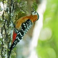 Rufous-bellied Woodpecker Dendrocopos hyperythrus