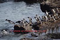 FT0160-00: Already wet Rockhopper Penguins line up to jump back into the sea. Sub Antarctica