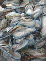 By-the-wind Sailor, Velella velella