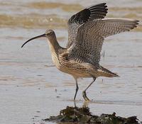 Eastern Curlew