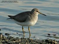 Gray-tailed Tattler Heterosceles brevipes