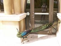 Javan Green Peafowl