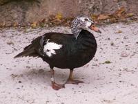 White-winged Duck