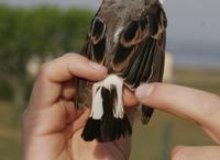 Northern Wheatear (Oenanthe oenanthe)