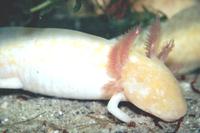 : Ambystoma mexicanum; Axolotl