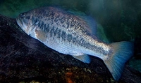 Guadalupe Bass Micropterus treculii
