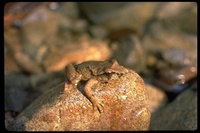 : Ascaphus truei; Tailed Frog