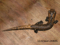 : Bolitoglossa rufescens