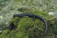 : Plethodon glutinosus; Northern Slimy Salamander