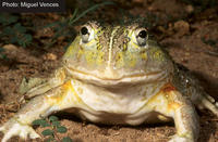 : Pyxicephalus adspersus; African Bullfrog