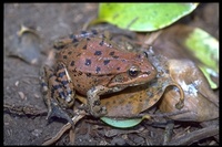 : Rana draytonii; Red-legged Frog