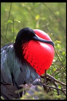 : Fregata minor; Great Frigatebird