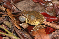: Smilisca sordida