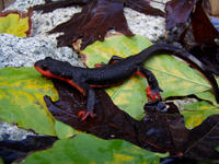 : Taricha rivularis; Red-bellied Newt