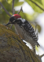 : Picoides nuttallii; Nuttall's Woodpecker