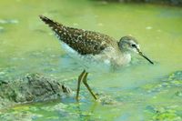 : Tringa nebularia; Common Greenshank