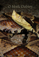 : Deinagkistrodon acutus; Sharpnose Viper