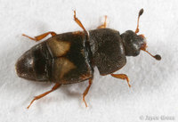 : Carpophilus hemipterus; Dried-fruit Beetle