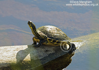 : Pseudemys floridana ssp. peninsularis; Peninsula Cooter