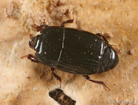 : Platysoma leconti