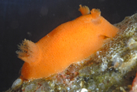 : Rostanga pulchra; Red Sponge Dorid