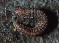 : Tingupa benedictae; Millipede