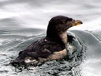 Rhinoceros Auklet. 14 October 2006. Photo by Debbie Barnes