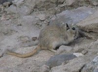 Mongolian Gerbil Meriones unguiculatus.